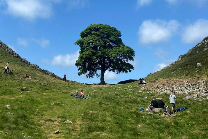 The Sycamore Gap tree drew visitors and fame to a section of Hadrian's Wall near Hexham, in northern England. It's seen here in June and, at bottom, after it was felled in September.