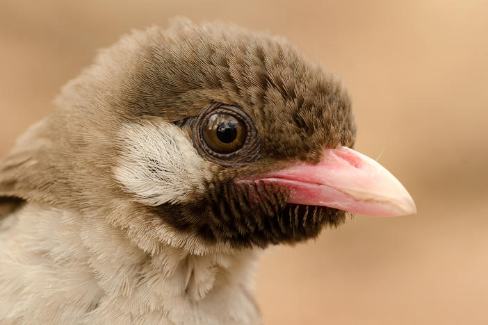 A male Greater Honeyguide in Mozambique's Niassa Special Reserve.