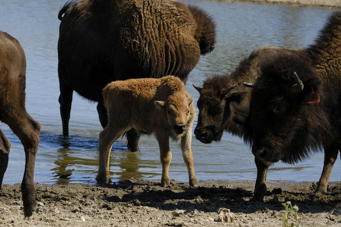 A young bison calf with its herd at Bull Hollow, Okla., on Sept. 27, 2022. American bison, or buffalo, have bounced back from their near extinction due to commercial hunting in the 1800s. Many tribes are participating in their restoration.