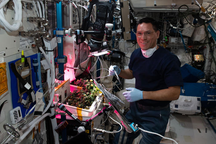 NASA astronaut Frank Rubio checks tomato plants growing inside the International Space Station for a space botany study.