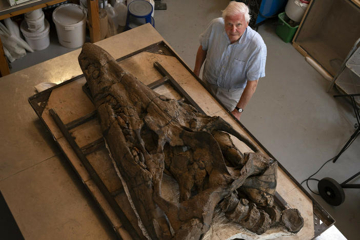 Sir David Attenborough with the restored pliosaur skull in the workshop of the Etches Collection Museum, Kimmeridge, Dorset, UK.