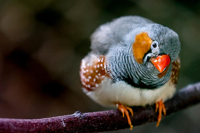 New research suggests that zebra finches must sing a lot to maintain top-tier singing performances.