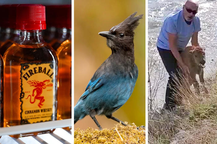 2023 has been a wild year. This composite image shows some of the subjects of our most popular stories: Fireball Whiskey, a Steller's jay, a Yellowstone visitor attempting to help a stranded bison calf, and Tucker Carlson.