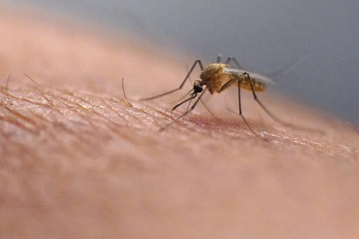 Mosquitoes can carry viruses including dengue, malaria, chikungunya and Zika. They are a growing public health threat abroad and in the United States.