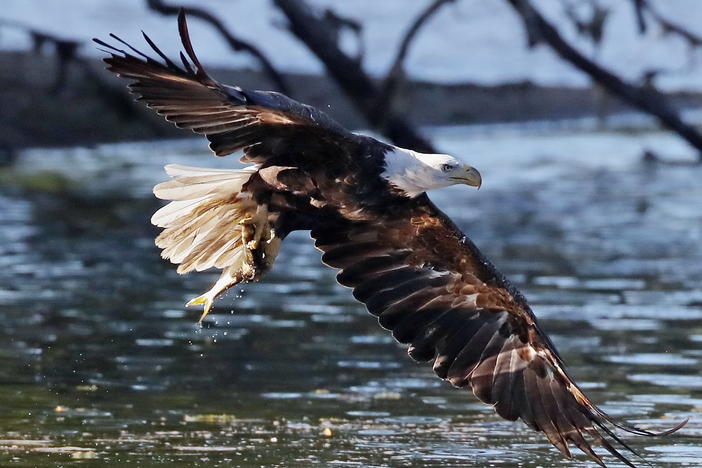 An American bald eagle flies over Mill Pond while carrying a newly caught fish on July 21, 2018 in Centerport, New York.