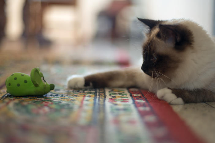 Birman kitten playing with mouse