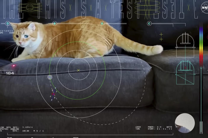 This image shows a frame from a 15-second ultra-high-definition video featuring a cat named Taters which was streamed via laser from deep space by NASA on Dec. 11, 2023.