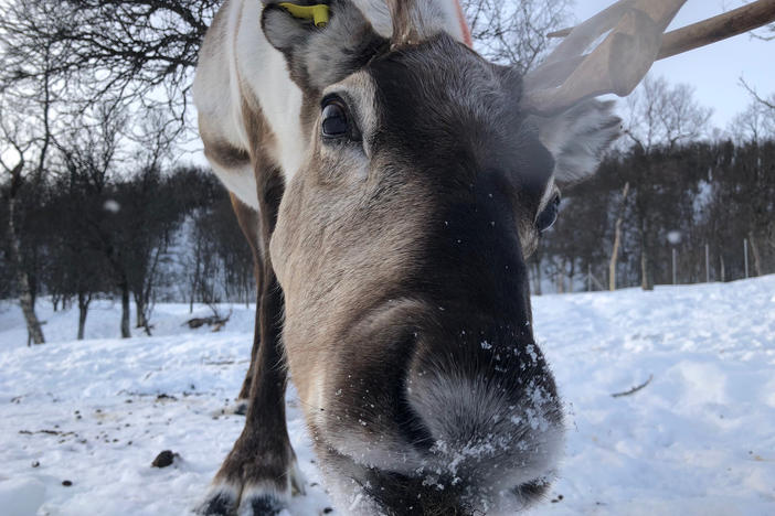 Scientists measured the brainwaves of cud-chewing reindeer, and found that they are similar to those of deep sleep.
