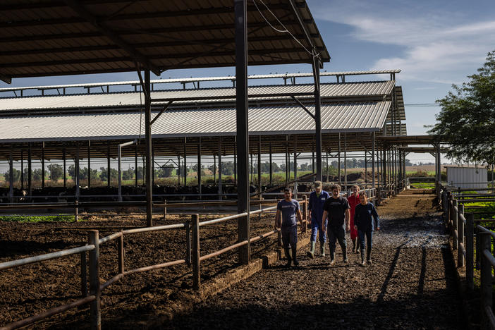 Volunteers work at a dairy farm near Nir Oz, one of the communities attacked on Oct. 7 by Hamas militants, in southern Israel on Wednesday. People from Israel and around the world have been rotating in to volunteer at the farm, helping fill the gap left by the workers who are no longer here.