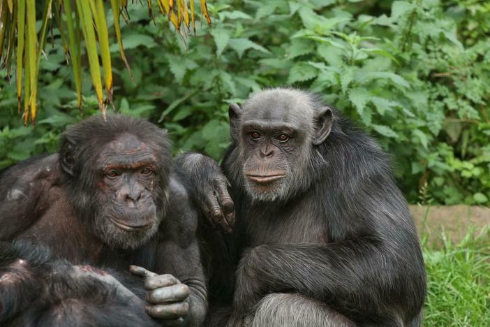 Chimpanzees and bonobos recognize photos of groupmates they haven't seen for more than 25 years, and respond even more enthusiastically to pictures of their friends, a new study finds.