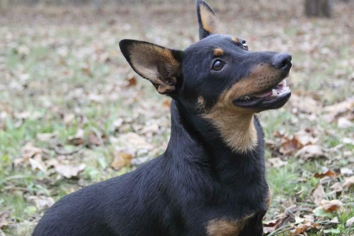 Lex, a Lancashire heeler, sits at attention Friday in Morristown, N.J. The Lancashire heeler is the latest breed recognized by the American Kennel Club.