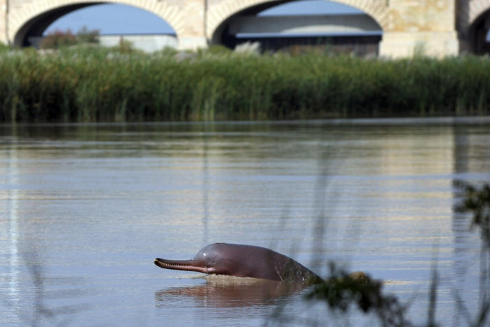 A dolphin swims along the Indus river in the southern Pakistani city of Sukkur. Local legend has it that Pakistan's Indus River dolphin was once a woman, transformed by a curse from a holy man angry that she forgot to feed him one day. This endangered species is seeing numbers revive, with fisherfolk playing a role as citizen-scientists.