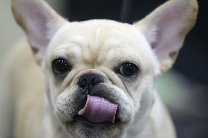 A French bulldog licks her mouth before being groomed.