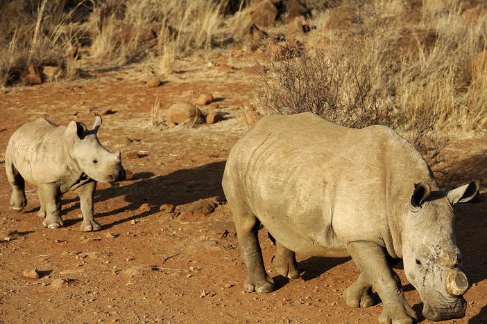 A black dehorned rhinoceros is followed by a calf at South Africa's Bona Bona game reserve in 2012.