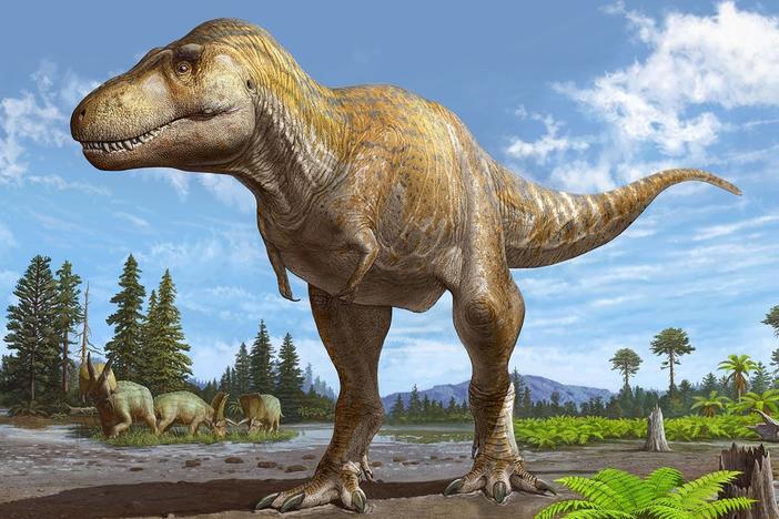 A rendering of <em data-stringify-type="italic">Tyrannosaurus mcraeensis, </em>a newly identified relative of <em data-stringify-type="italic">T. rex. </em>A partial skull on view at the New Mexico Museum of Natural History and Science was key to the discovery.