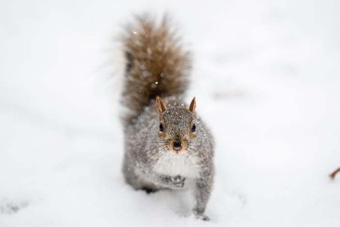 Is the series of snowy storms in North America making you a little ... um ... squirrely? Well imagine if this was the first time you ever saw snow in your life! We reached out to people in the Global South and other parts to share their stories of the first time they saw snow.