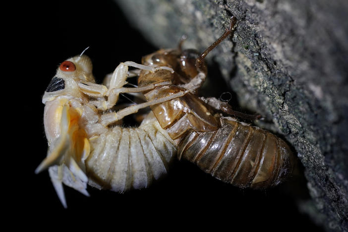 A cicada sheds its nymph shell in Chevy Chase, Md., during the emergence of Brood X in May 2021.
