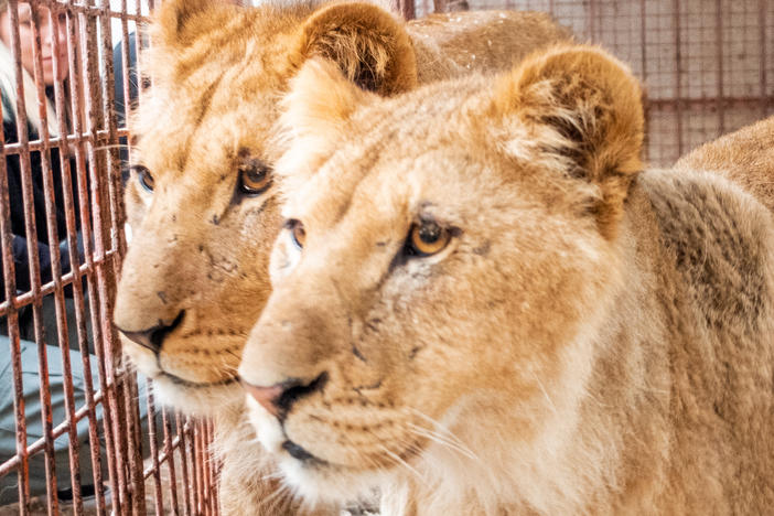 Gaza Strip, Rafah | April 2019| Impressions the Rafah Zoo before the start of the most recent war in Gaza