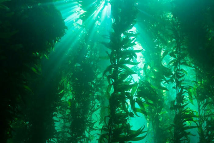 Kelp forests are tiered like terrestrial rainforests and serve as key habitats for many marine animals.