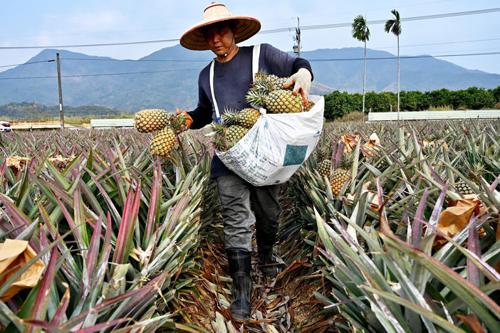 Taiwan is looking to further restrict which seeds and saplings can be brought out of the island after accusing China of taking a pineapple cultivar developed in Taiwan.
