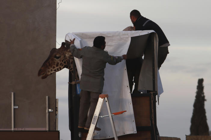 Workers prepare Benito the giraffe for transport at the city-run Central Park Zoo in Ciudad Juarez, Mexico, Sunday. After a campaign by environmentalists, Benito left Mexico's northern border and its extreme weather conditions Sunday night and headed for a conservation park in central Mexico.