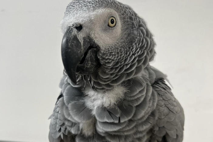 Foul-mouthed parrots at an animal park in England have become an attraction in their own right — but staff still do their best to shield young visitors from the birds' profanities.
