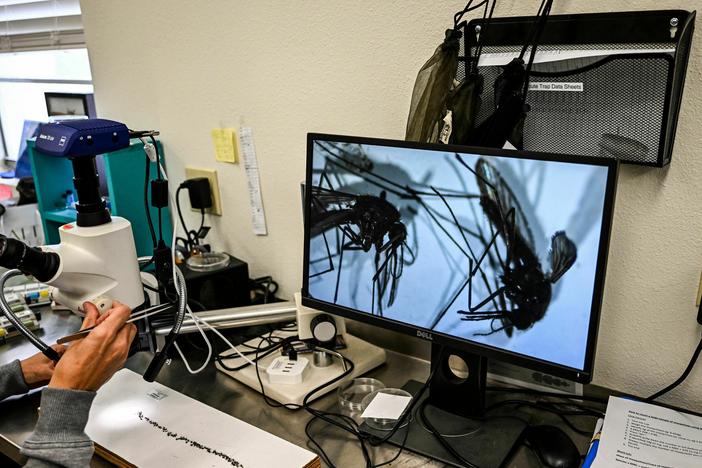 Health officials at Sarasota County Mosquito Management Services study specimens of anopheles mosquitoes that cause malaria, in Sarasota, Fla. on June 30, 2023. The U.S. Centers for Disease Control and Prevention issued an alert after five cases of malaria were confirmed, the first locally acquired cases of the disease in the United States in 20 years.