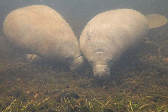 A manatee swims among seagrass in the Homosassa River on Oct. 5, 2021 in Homosassa, Fla.
