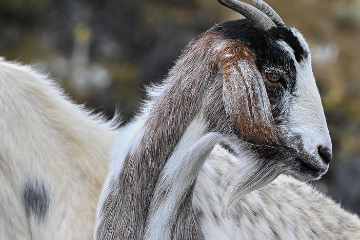 Goats, are you paying attention to our tone of voice? A new study tries to answer that question. It involved 27 goats, a loudspeaker and recordings of the phrase "Hey, look over here!"