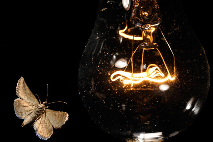 Scientists have found that artificial light can interfere with many insects' ability to position themselves relative to the sky.