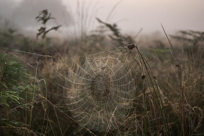 Spiderwebs can act as air filters that catch environmental DNA from terrestrial vertebrates, scientists say.