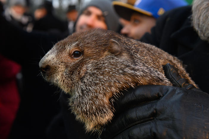 Punxsutawney Phil is the most famous of the weather-predicting rodents that emerge on Groundhog Day — but in some areas, female groundhogs are the ones making the call.