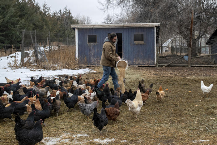 Mark Guttridge, farmer and co-owner at Ollin Farms, feeds the chickens. The farm benefits from a county program that helps small growers get their produce to more people.