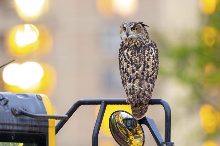 This photo provided by David Lei shows Flaco the owl on April 28, 2023, in New York. As Flaco enters his second year in the spotlight, it can be easy to forget that his freedom is the result of a crime, one that has improbably remained unsolved for a year.