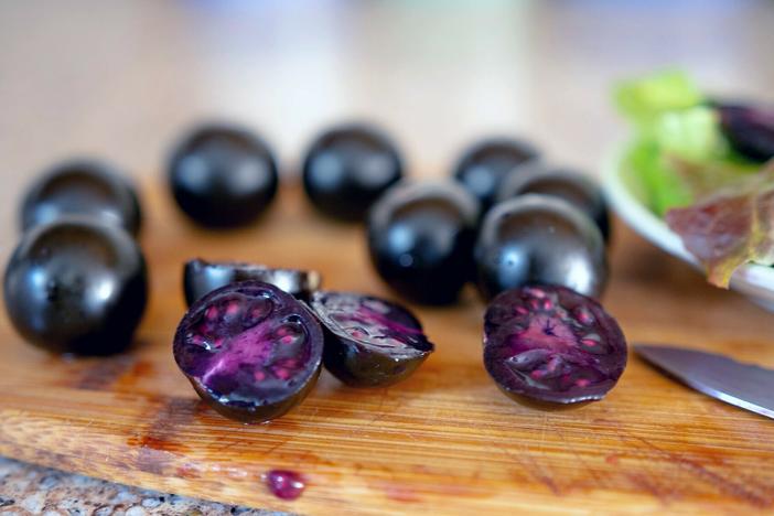 The Purple Tomato, a genetically modified crop created by Norfolk Plant Sciences, is available to home gardeners to start from seed.