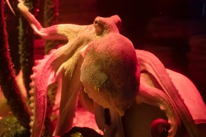 An octopus named Oktavius swims in Berlin's Sealife aquarium, July 20, 2021, marking his first birthday. The young octopus' tentacles spanned about two meters.