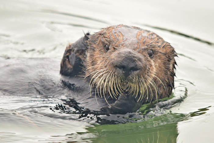 A sea otter in the estuarine water of Elkhorn Slough, Monterey Bay, Calif.
