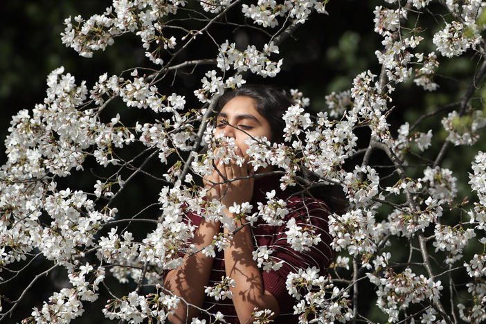 WASHINGTON, DC - MARCH 23: A young woman smells the blooms inside the branch of one of the cherry trees surrounding the Tidal Basin near the National Mall March 23, 2016 in Washington, DC.