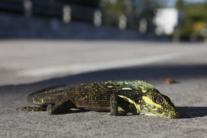 A stunned iguana lies on the sidewalk after having fallen from a tree on Jan. 6, 2010, in Surfside, Fla. Very cold temperatures can stun the invasive reptiles into a state called brumation. But the iguanas won't necessarily die.