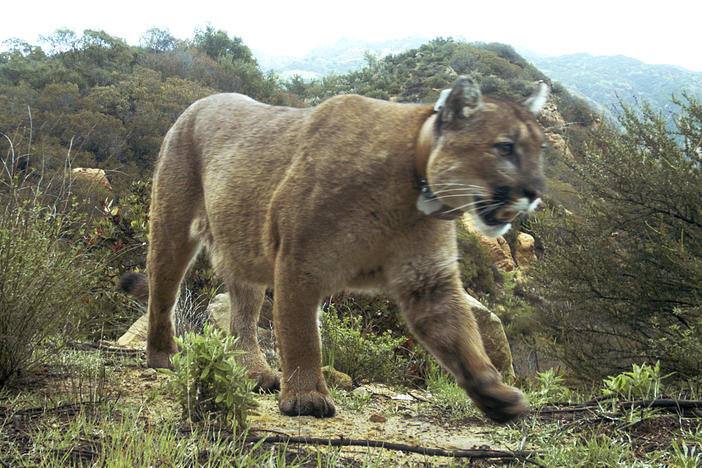 Cougar attacks five mountain bikers on a trail in Washington state