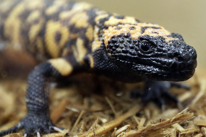 A Gila monster is displayed at the Woodland Park Zoo in Seattle, Dec. 14, 2018. Gila monster bites are often painful to humans, but normally aren't deadly, experts say.