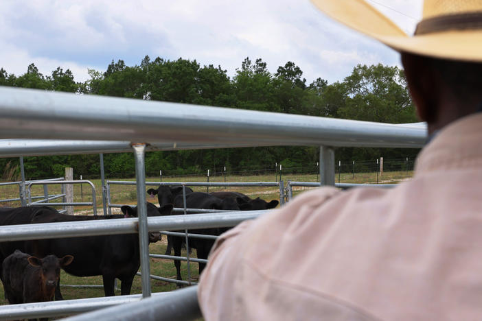 Handy Kennedy, founder of AgriUnity cooperative, counts his cows on HK Farms on April 20, 2021 in Cobbtown, Ga. The cooperative is a group of Black farmers formed to better their chances of success by putting their resources together to reduce their overhead costs.