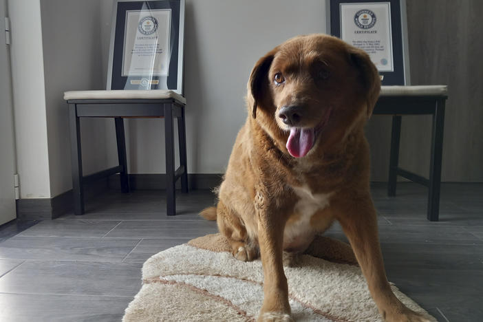 Bobi, a purebred Rafeiro do Alentejo Portuguese dog, poses for a photo with his Guinness World Records certificates for the oldest dog ever, at his home in Conqueiros, central Portugal, on May 20, 2023.