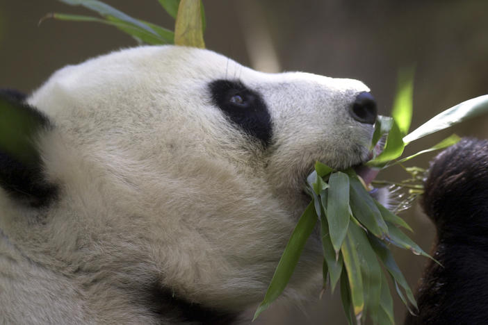 Bai Yun, the mother of newly named panda cub, Mei Sheng, gets a mouthful of bamboo during the cub's first day on display at the San Diego Zoo on Dec. 17, 2003. China is working on sending a new pair of giant pandas to the San Diego Zoo.