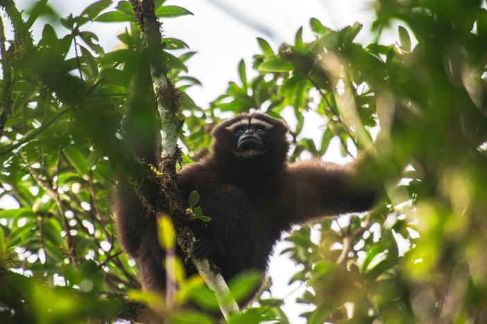 A skywalker gibbon is seen at the Gaoligong Mountain in China. The skywalker gibbon, a typical arboreal animal, is one of the national key protected wild animals, mainly found in Gaoligong Mountain.