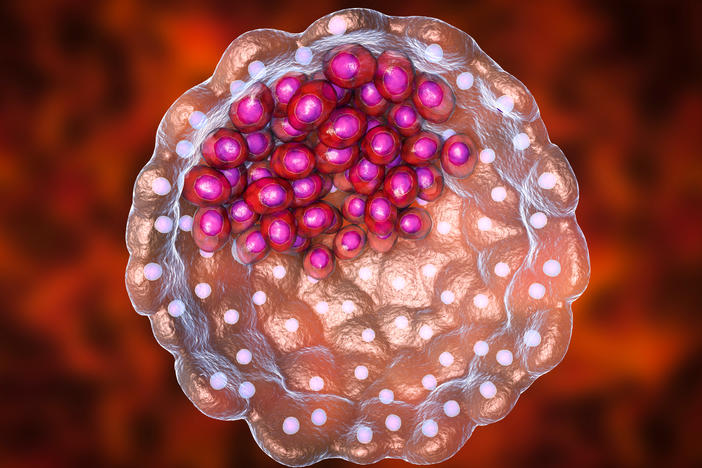 Blastocyst illustration. A blastocyst is a hollow ball of cells with a fluid centre formed after several divisions of a fertilised cell (zygote). The inner cell mass (purple) contains the cells that will form the embryo proper, the embryonic stem cells (ESCs).