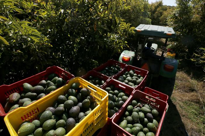 A farmer works at an avocado plantation at the Los Cerritos avocado group ranch in Ciudad Guzman, state of Jalisco, Mexico.