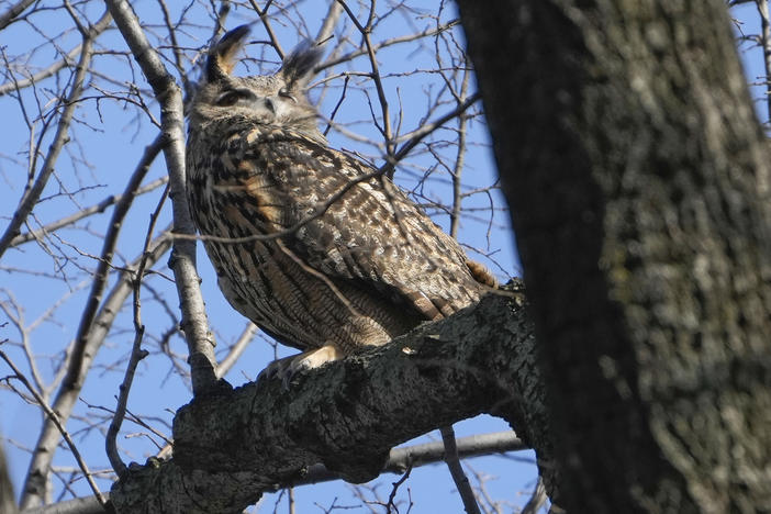 Flaco sits in a tree in New York's Central Park on Feb. 6, 2023.