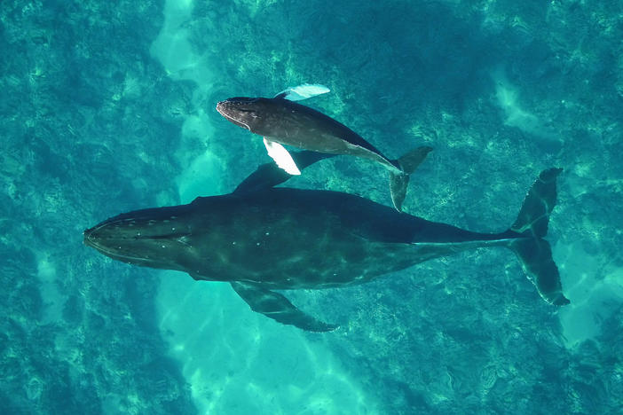 Humpback whales that spend their winters in Hawaii, like this mother and calf, have declined over the last decade.