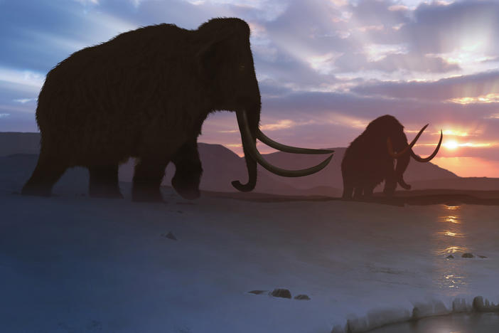 Could woolly mammoths walk again among humans? Scientists are working to resurrect the extinct species.